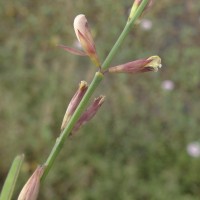 Alysicarpus bupleurifolius (L.) DC.